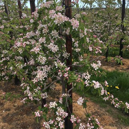 Orchard Cottage 캔터베리 외부 사진